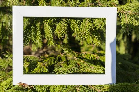 An empty white frame on a background of green spruce branches with a place to 스톡 사진