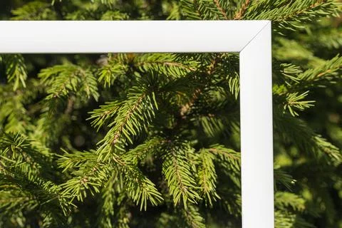 An empty white frame on a background of green spruce branches with a place to Foto stock