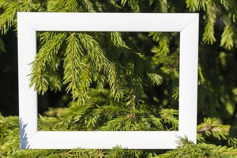 An empty white frame on a background of green spruce branches with a place to Stock Photos