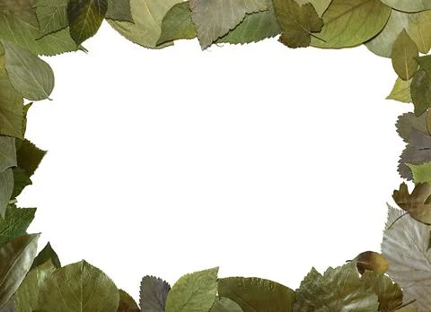 An empty white frame of flat textured leaves. Stock Photos