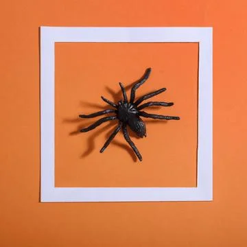 Empty white frame with scary black spider on orange paper. Halloween backgr.. Stock Photos
