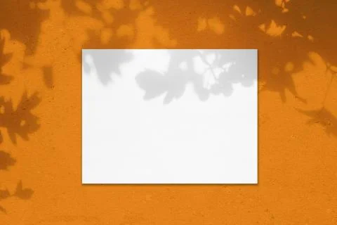 Empty white horizontal rectangle poster mockup with leaves shadows Foto stock