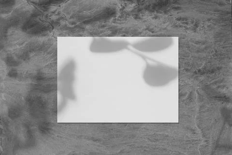 Empty white horizontal rectangle poster mockup with soft tree leaves shadow Stock Photos