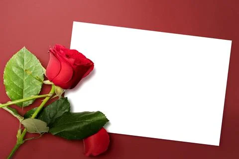 Empty white paper and red rose with a colored background Stock Photos