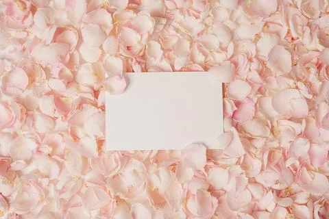 Empty white paper rectangles placed among pink rose petals for romantic weddi Stock Photos