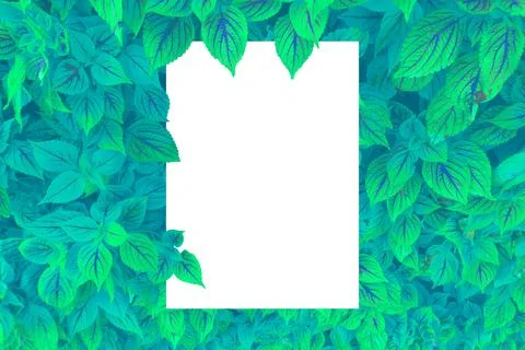 Empty white rectangle with green leaves growing above it. Foto stock