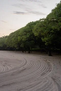 Empty white sand beach with forest Stock Photos