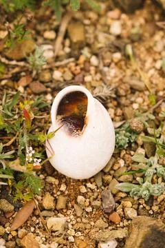 Empty white snail shell on the ground Stock Photos