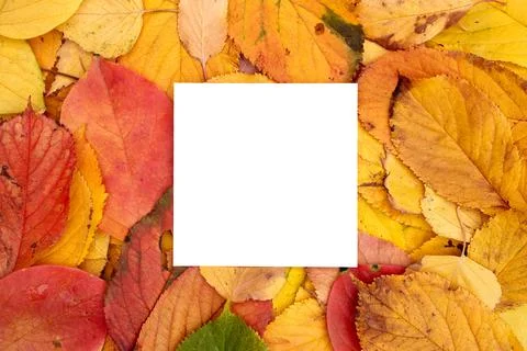 Empty white square frame lies among the autumn foliage 스톡 사진