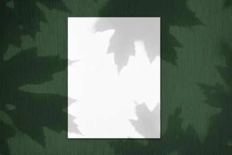 Empty white vertical rectangle poster mockup with maple tree leaves shadows Stock Photos