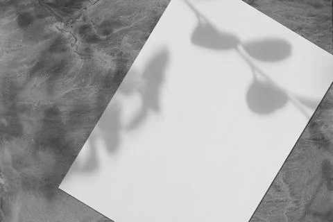 Empty white vertical rectangle poster mockup with soft tree leaves shadow Stock Photos