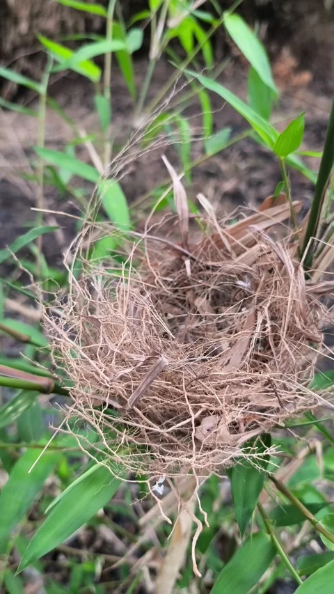Empty Wild Bird Nest on Bamboo Tree Stock Footage 343988966
