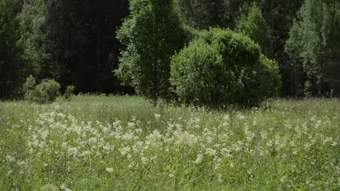 Empty wild meadow with a forrest in a far background. Daytime, real time. Stock Footage 69125555