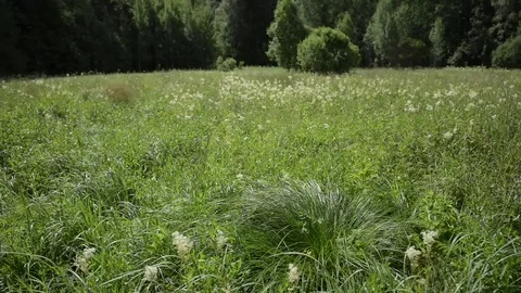 Empty wild meadow with a forrest in a far background. Daytime, real time. Stock Footage 69125566