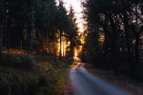 Empty winding asphalt road surrounded by pine trees with the warm golden ligh Stock Photos