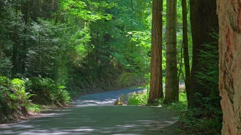 Empty winding asphalt road through dense temperate forest 库存影片 339039601