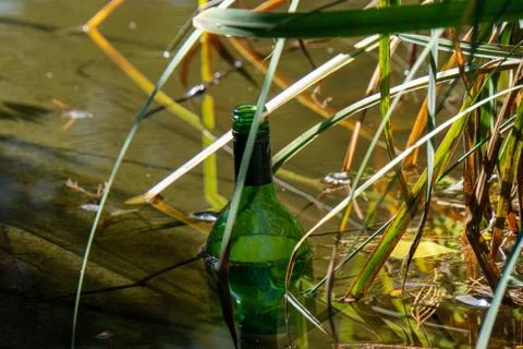 Empty wine bottle floating in water with reed Stock Photos