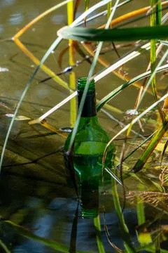 Empty wine bottle floating in water with reed Stock Photos