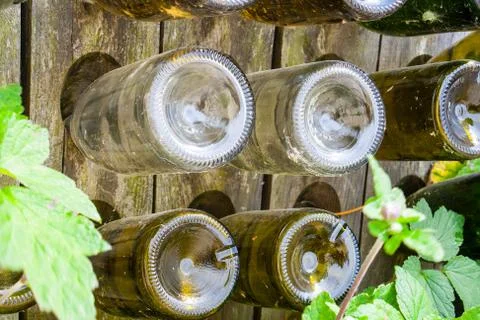 Empty wine bottles in a rack with wine leaves Stock Photos