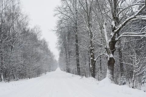 Empty winter forest snowy road without people Stock Photos