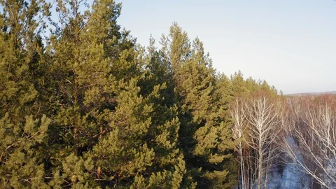 Empty winter road between trees at sunset Stock Footage 124210932