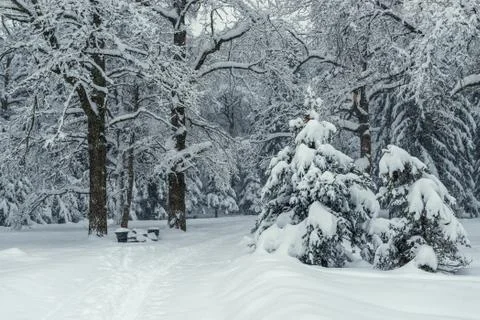Empty winter snow-covered forest, beautiful winter landscape, path leading in Stock Photos