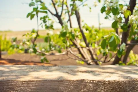 Empty wood plank table top with blur park green nature background bokeh light Fotos Stock
