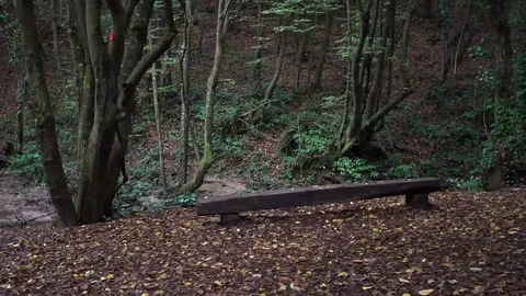 Empty wooden bach in forest in fall Vidéo 97715912