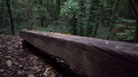 Empty wooden bach in forest in fall Stock Footage 97718963