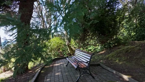 Empty Wooden Bench On Forest Path Vídeo Stock 344388726