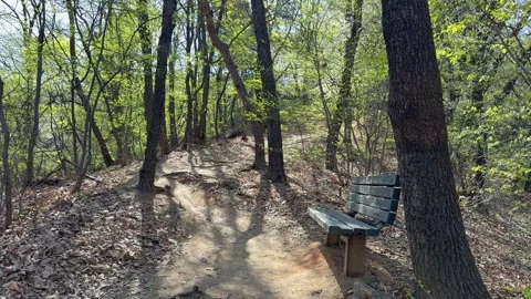 Empty Wooden Bench on Sunny Forest Hiking Trail Stock Footage 334219972