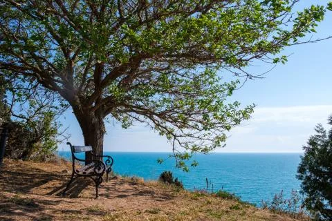 Empty Wooden Bench Under A Tree At Sunset In Front Of The Sea Stock Photos