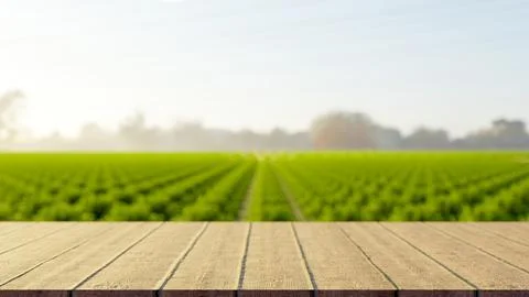 Empty wooden crate table bench across rows of green vegetable in outdoors n.. Stock Illustration