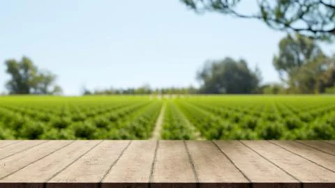 Empty wooden crate table bench across green field of vegetable in outdoor n.. Stock Illustration