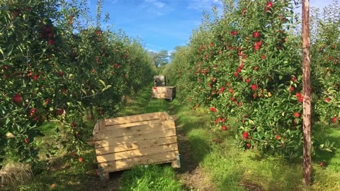Empty wooden crates in rows of ripe red apple trees in English apple orchard. 4k Stock Footage 167138241