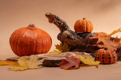 Empty wooden log on table with pumpkin and autumn leaves. Halloween or Than.. Stock Photos