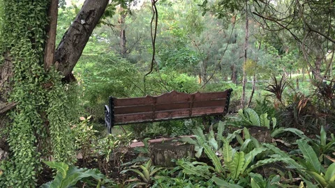 Empty Wooden Park Bench Surrounded By Lots of Plants and Vegetation at Park Stock Footage 130098819
