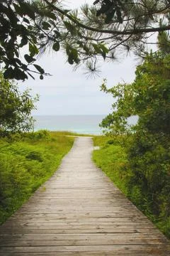 Empty wooden path between the vegetation towards the horizon Stock Photos