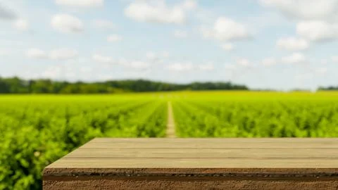 Empty wooden table bench across green field of vegetable plant in outdoor n.. Stock Illustration