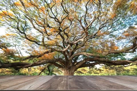 Empty wooden table with big tree as background Stock Photos