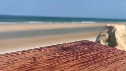 Empty wooden table the blurred ocean beach background, product display Stock Footage 340298914