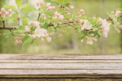 Empty wooden table with blurred spring background of blossoming wild apple tr Stock Photos