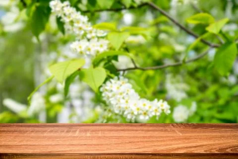 Empty wooden table with blurred spring background of blossoming bird cherry f Stock Photos