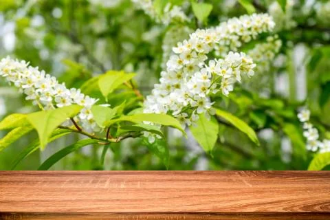 Empty wooden table with blurred spring background of blossoming bird cherry f Stock Photos