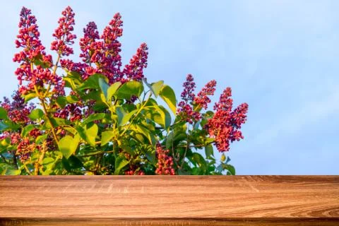 Empty wooden table with blurred spring background of blossoming lilac flowers Stock Photos