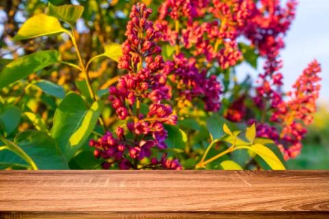 Empty wooden table with blurred spring background of blossoming lilac flowers Stock Photos