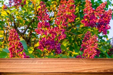 Empty wooden table with blurred spring background of blossoming lilac flowers Foto stock
