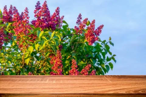 Empty wooden table with blurred spring background of blossoming lilac flowers Stock Photos