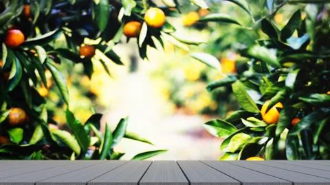 Empty wooden table in front of orange tree farm 3d illustration empty back 스톡 일러스트