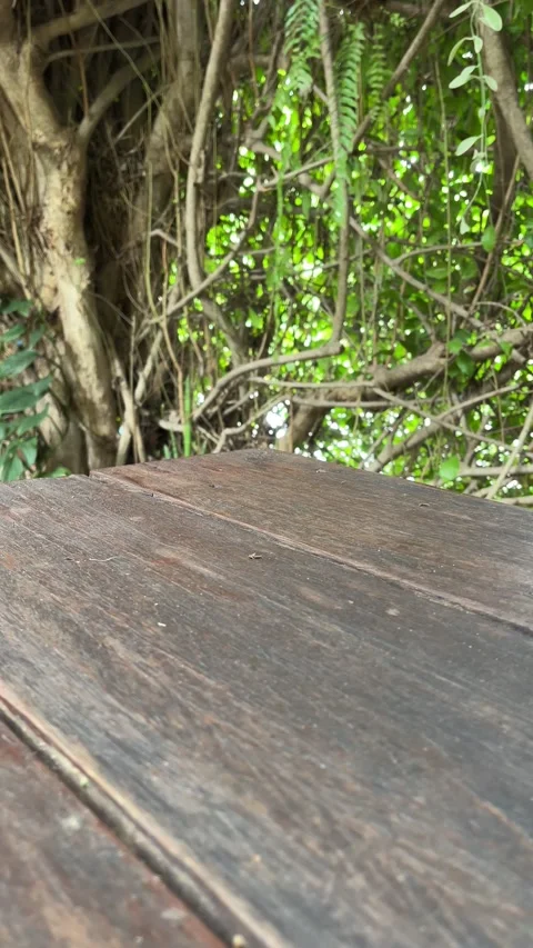 Empty wooden table with nature background, Product display concept Видео 341176591